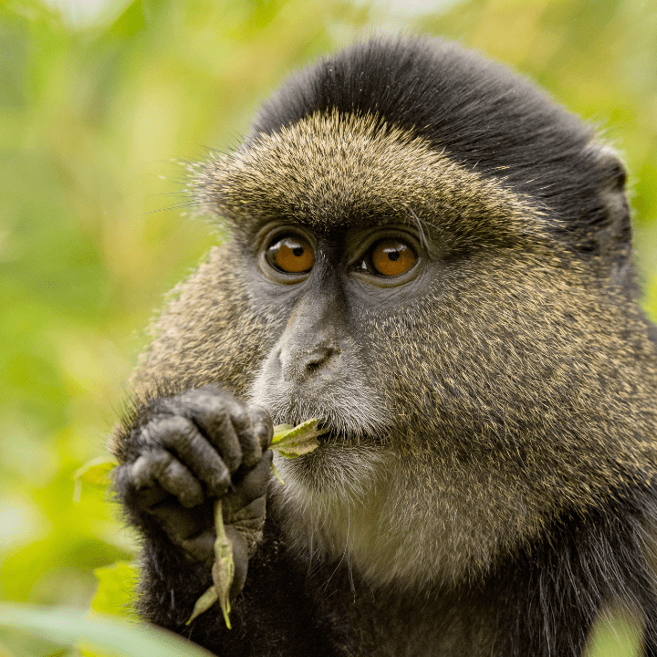 Rwanda